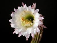 Thumbnail of 1875_Trichocereus Hybride_20160913_02(1).JPG